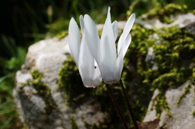 Cyclamen creticum