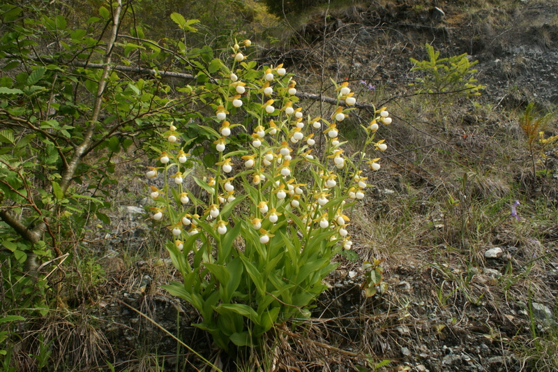 Kalifornischer Frauenschuh