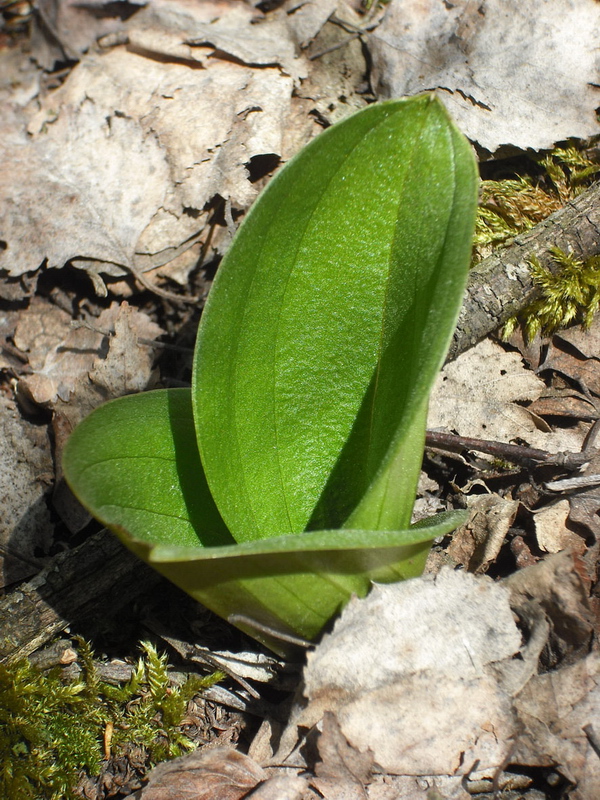 Listera ovata