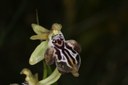 Ophrys cretica