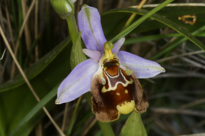 Ophrys episcopalis