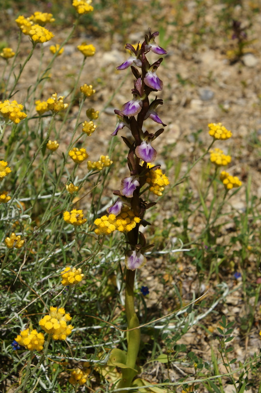 Orchis collina