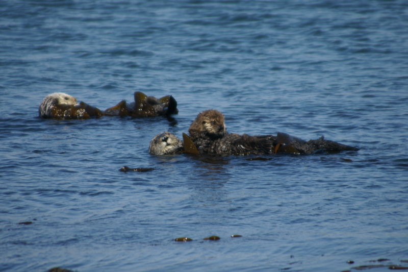Seeotter vor der Küste in der Dünung von Morro Bay