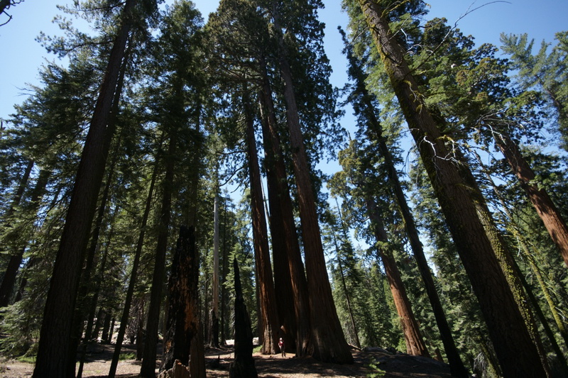 Sequoiadendron giganteum