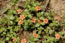 Anagallis arvensis