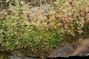 Asplenium septentrionale und Sedum album