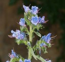 Echium vulgare