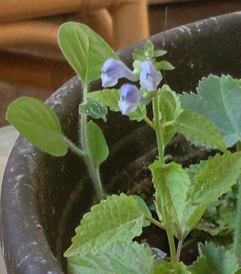 Scutellaria_altissima.jpg