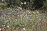 Silene-IMG_6282.jpg