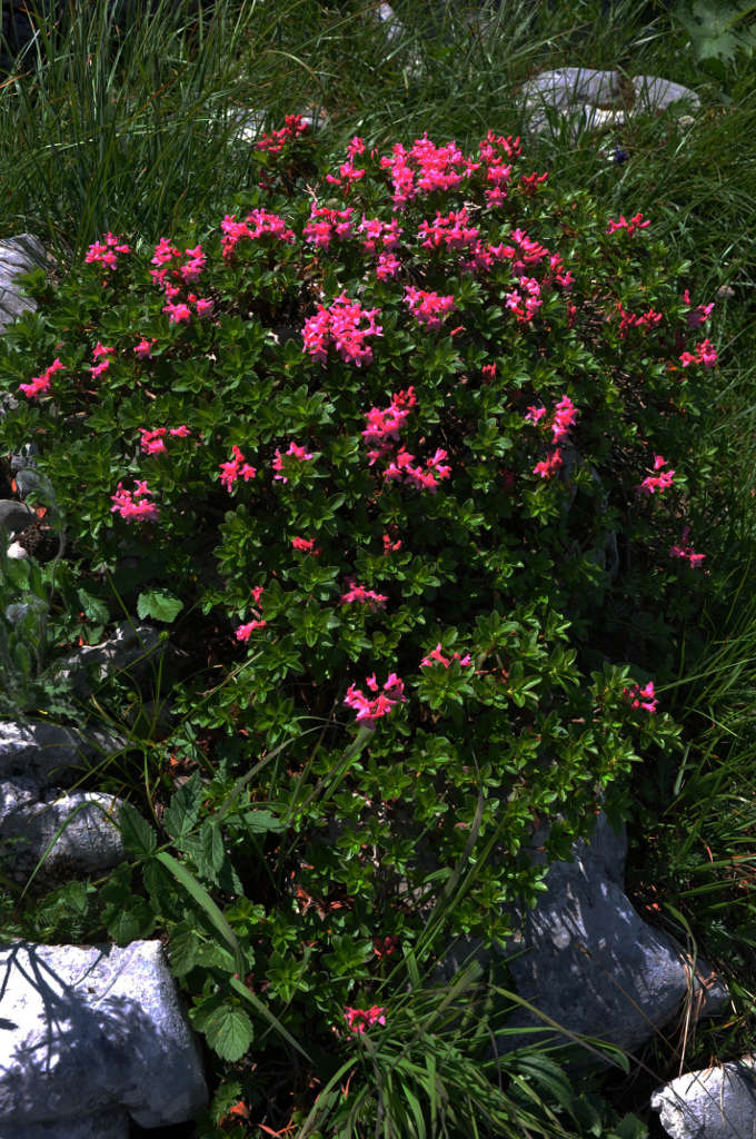 Rhododendron_hirsutum_NP-BGD_Kehlstein_20100714_004.JPG