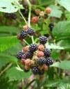 Brombeeren