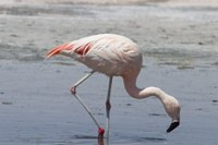 Chileflamingo-38306-Chile.jpg