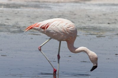 Chileflamingo-38306-Chile.jpg