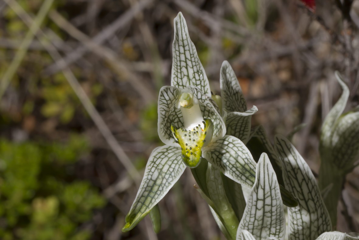 Chlorea magellanica-39382-Chile.jpg