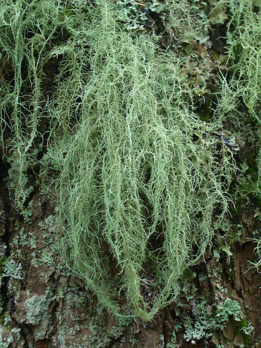 Grüne_Bartflechte_Usnea_filipendula_NP_Eifel_kl.JPG