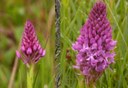 Anacamptis_pyramidalis