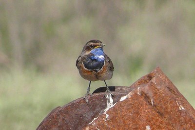 Blaukehlchen.jpg