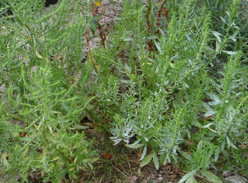 Chenopodium ambrosioides