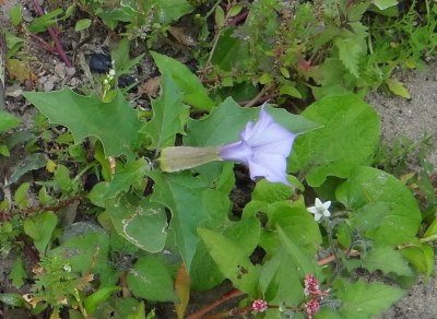 Datura tatula
