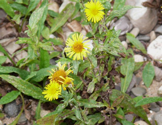 Engl.Alant, Inula britannica