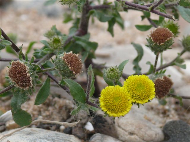 Pulicaria vulgaris