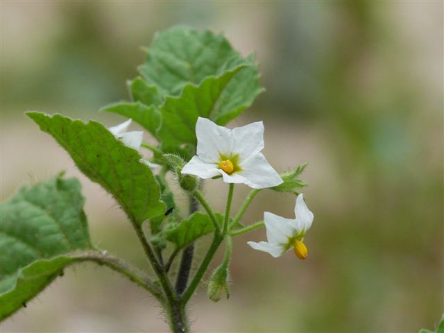 Solanum sarachum