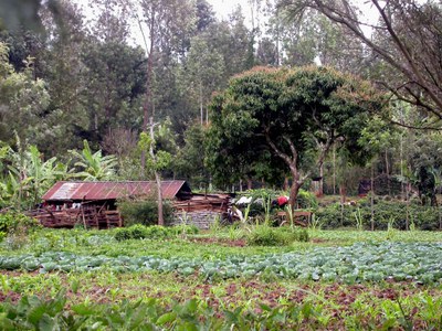 Wetland_bei_Karatina-Kenia_2008-09.jpg