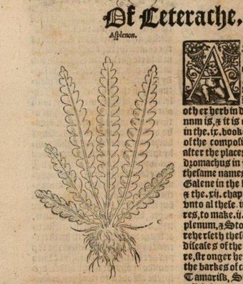 Ceterach_Illustr.jpg