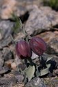 Fritillaria epirotica