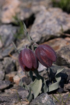 Fritillaria_epirotica_kl.JPG