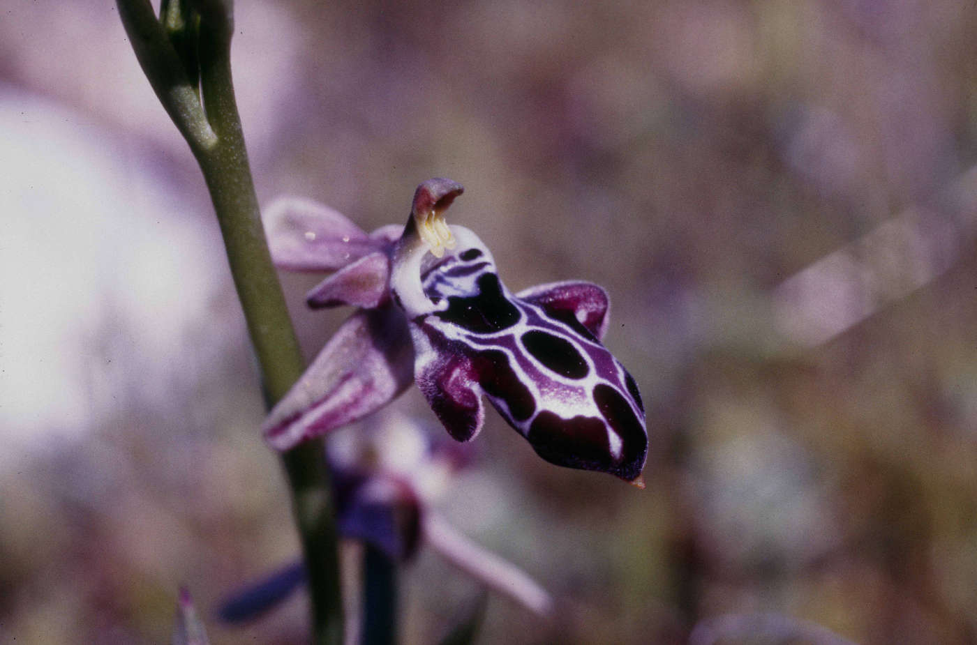 Rhodos-Ophrys_doerfleri_kl.jpg