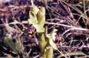 Rhodos-Ophrys_umbilicata_kl.jpg