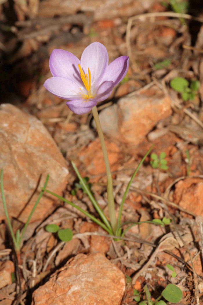 crocus-goulimyi.jpg