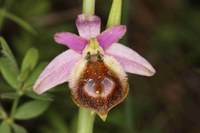 ophrys-argolica.jpg