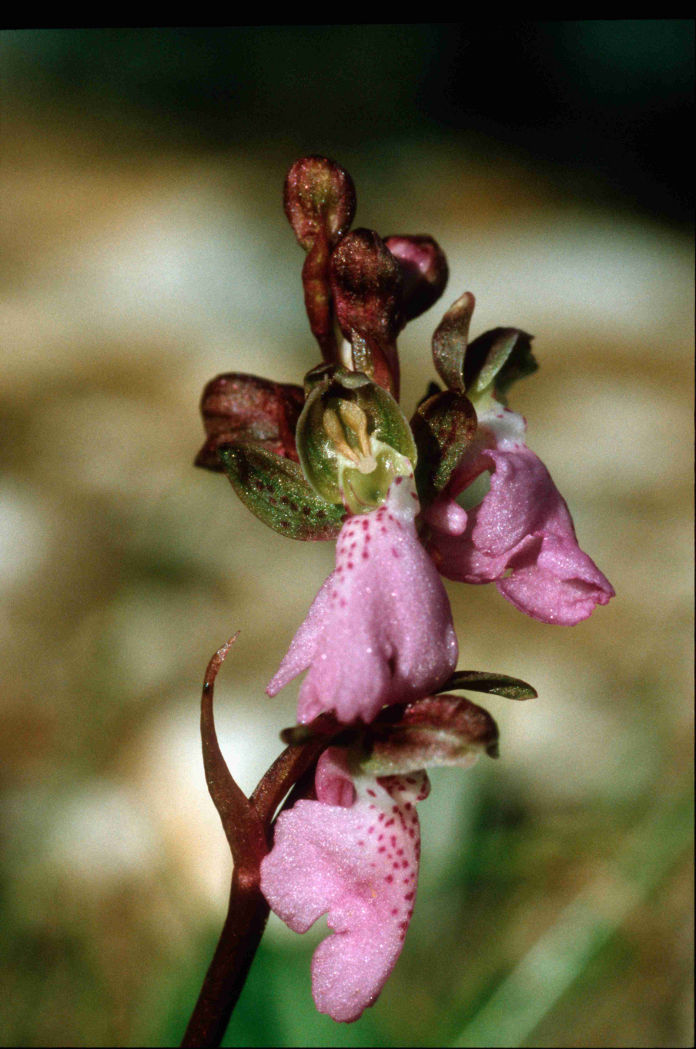 orchis-spitzelii.jpg
