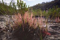 Drosera spiralis