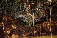 Jaguar auf der Jagd
