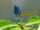Calopteryx splendens