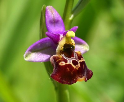 Ophrys