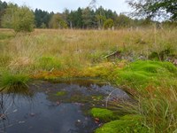 Hangmoor bei Börfink