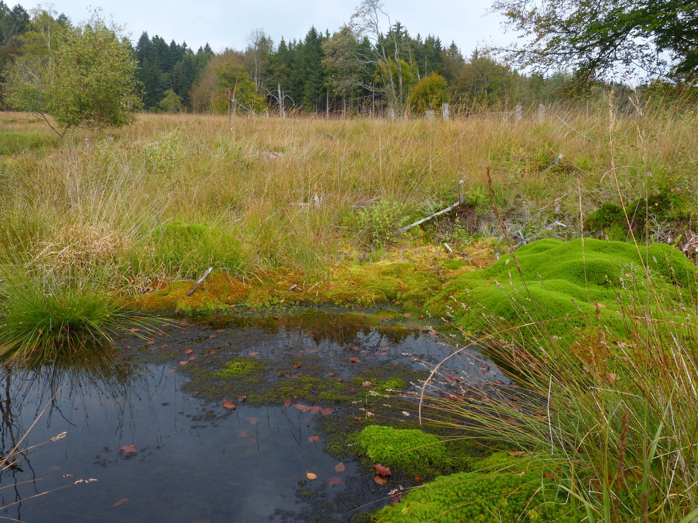 Hangmoor bei Börfink