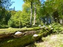 Naturwaldreservat am Ruppelstein