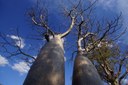 Australische Boabs (Adansonia grigorii)