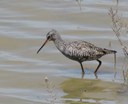 Dunkler_Wasserlaeufer_Albufera-Mallorca_2014.04.19.jpg