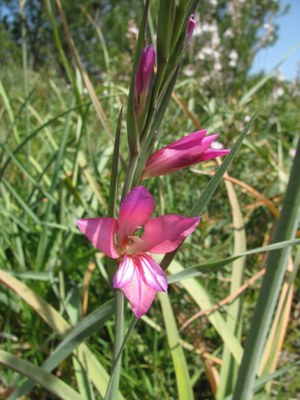 Gladiolus_communis_La_Gola_Port_de_Pollenca_Mallorca_2011.04.04_kl.jpg