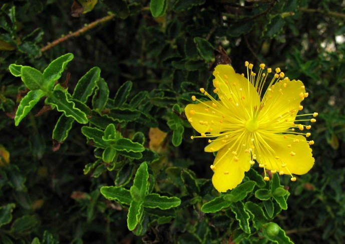 Hypericum_balearicum_Valle_de_Boquer_Mallorca_04.04.2008.jpg