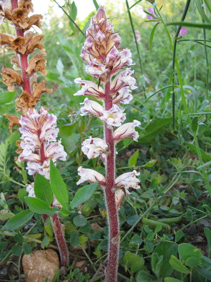 Orobanche_crenata_Port_de_Pollenca_Mallorca_15.04.2008_kl.jpg