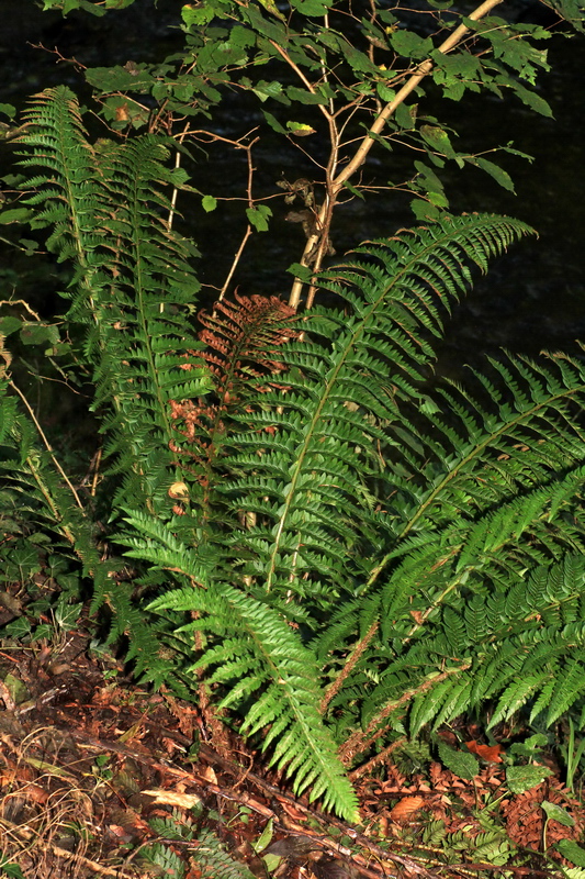 Polystichum x bicknellii