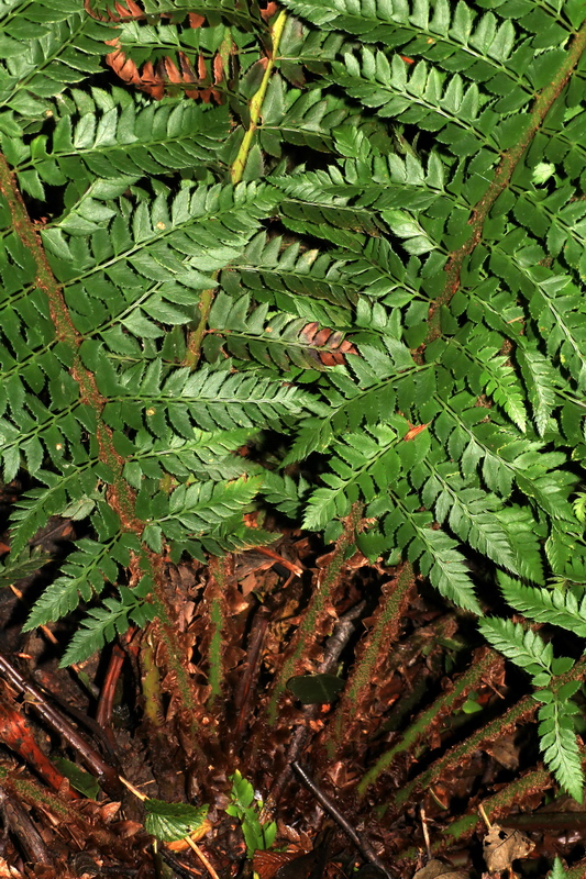 Polystichum x bicknellii