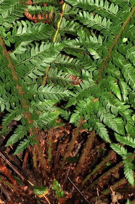 Polystichum x bicknellii